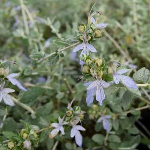 Teucrium fruticans 40-50 cm